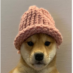 dogwifhat Eth 图标