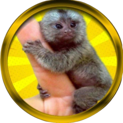 Finger Monkey ロゴ