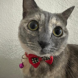Logo de Just Elizabeth Cat