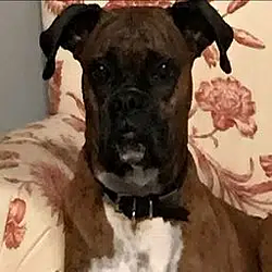 The Voter Dog