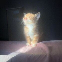 Логотип Omni