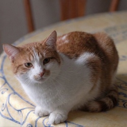 Tibanne Thecat 圖標