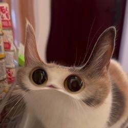 MEEP