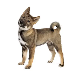 Логотип Shikoku Dog