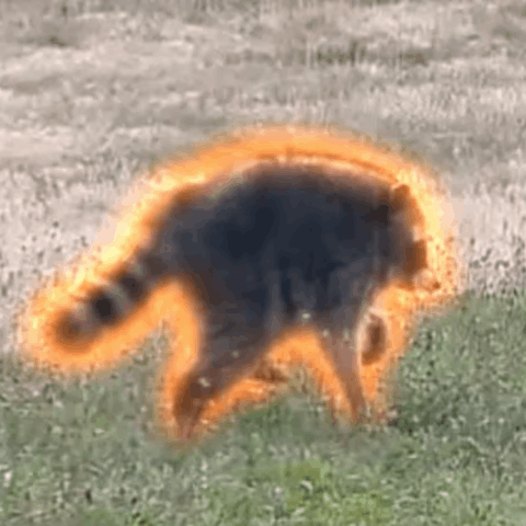 Логотип Jimothy The Raccoon