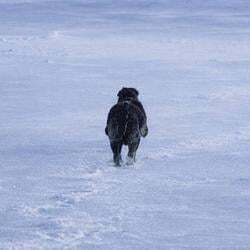 Логотип The Nietzschean Dog