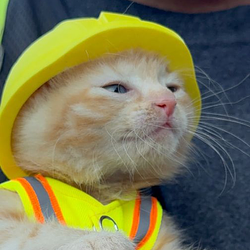 cat wif helmet