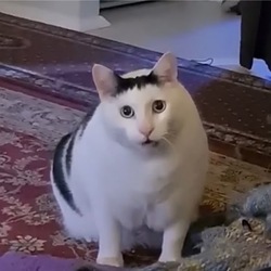 Huh The Viral Cat